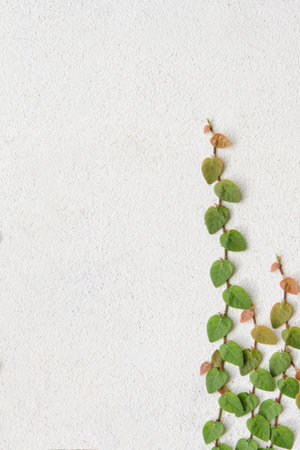 Green creeper background - climbing plant on white concrete wall .の写真素材