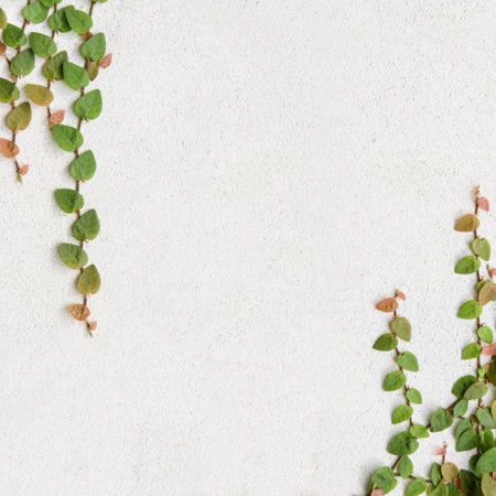 Green creeper background - climbing plant on white concrete wall .の写真素材