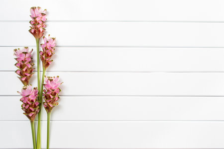 Pink flowers on white wooden background , Siam Tulipの写真素材
