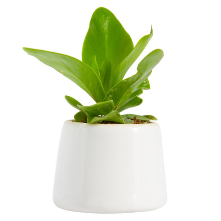House Plant - A potted plant Bird's Nest fern isolated on white background.の写真素材