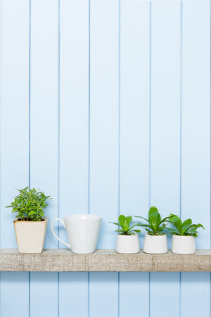 Houseplant - Front view of Indoor Pot plants and coffee cup over blue background on the wooden shelf.の写真素材