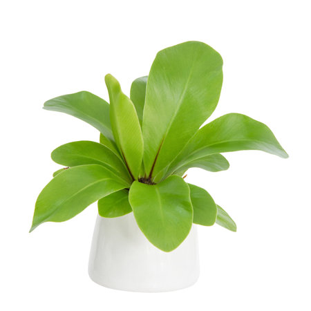 House Plant - A potted plant Bird's Nest fern isolated on white background.の写真素材