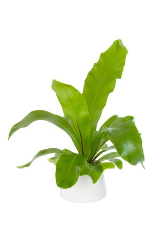 House Plant - A potted plant Bird's Nest fern isolated on white background.の写真素材