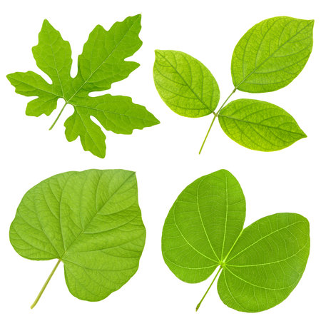 Collection of Green leaf isolated on white background.の写真素材