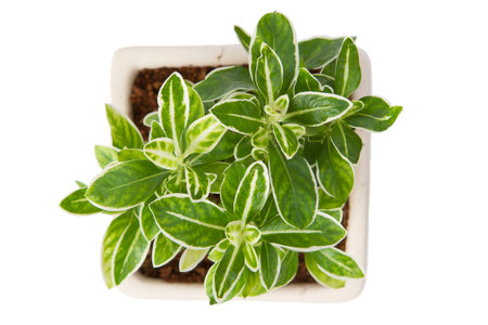 Houseplant - Top View of a potted plant isolated on white background.の写真素材