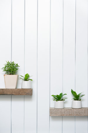 Houseplant -Front view of Indoor Pot plants over white background on the wooden shelf.の写真素材
