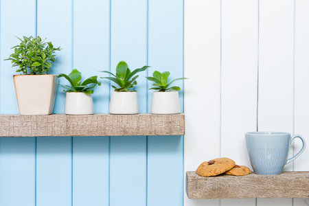 Houseplant - Front view of Indoor Pot plants coffee cup and cookies over blue white background on the wooden shelf.の写真素材