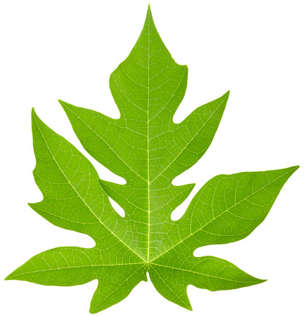 Green leaf isolated on white background.の写真素材
