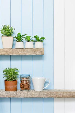 Houseplant - Front view of Indoor Pot plants coffee cup and cookies over blue white background on the wooden shelf.の写真素材