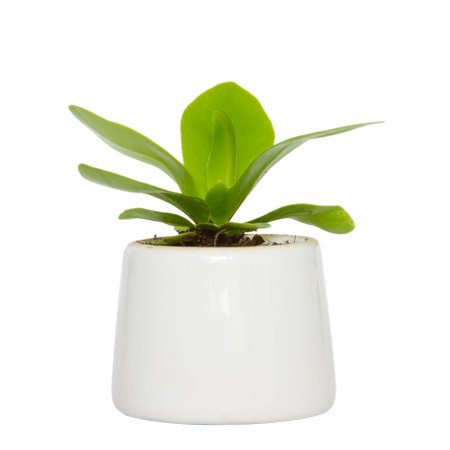 House Plant - A potted plant Bird's Nest fern isolated on white background.の写真素材