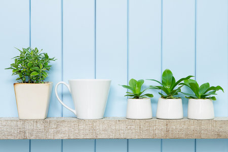 Houseplant - Front view of Indoor Pot plants and coffee cup over blue background on the wooden shelf.の写真素材