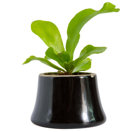 House Plant - A potted plant Bird's Nest fern isolated on white background.の写真素材