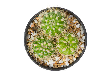 Houseplant - Top View of a potted Cactus isolated on white background.の写真素材