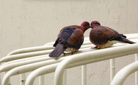 Loving pigeons. Loving dove background
