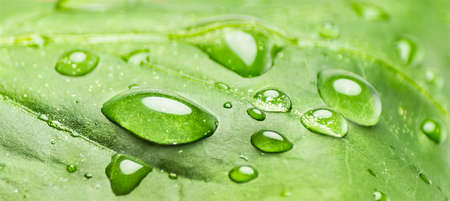 Large beautiful drops of transparent rain water on a green leaf macro. Drops of dew in the morning...
