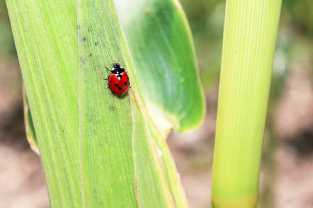 ladybug on corn leafの写真素材