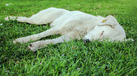 dog sleeping in the garden