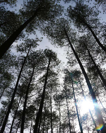 Bandung Forest