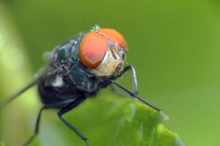 Green Bottle Fly (Lucilia sericata)