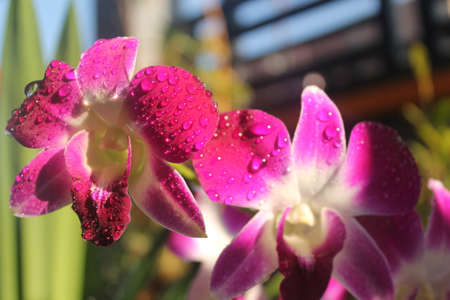 Purple Orchidの写真素材