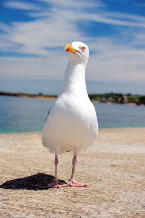 Shot of seagull watching the atlantic oceanの写真素材