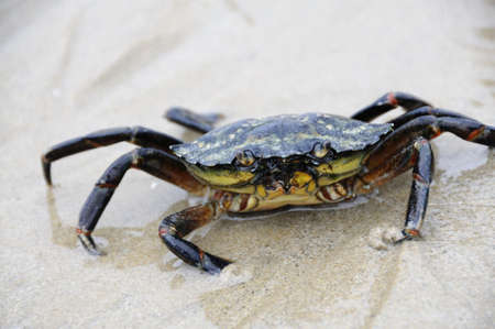 Crab looking into camera while walking through the beach.の写真素材