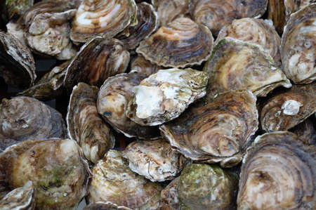 Shot of oysters at french market in brittanyの写真素材