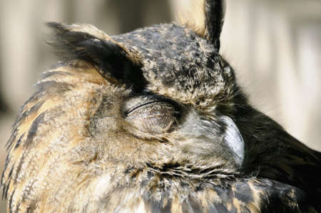Shot of sleeping owl sitting on treeの写真素材