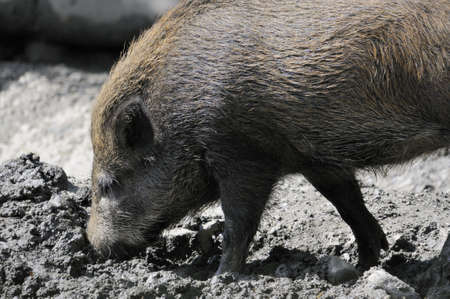 Shot of wild boar digging in dirtの写真素材
