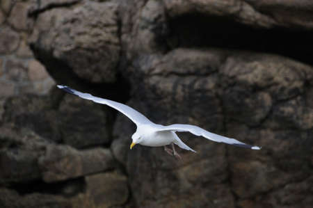 Seagull flying at the french atlantic coast.