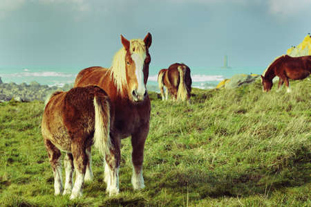 Horses at the french coastline in Brittany with lighthouse called の写真素材