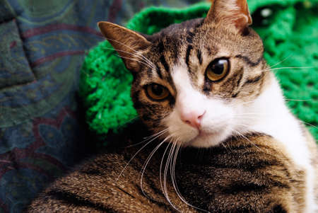 Cute cat lying on sofa looking angryの写真素材