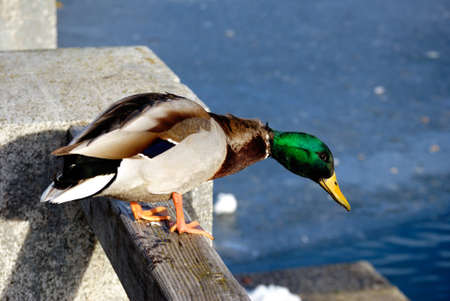 Duck sitting on wall watching the frozen lake in austria.の写真素材