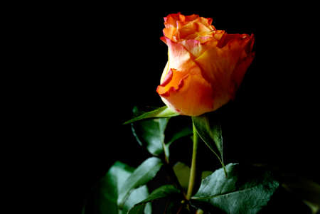 Beautiful Red rose over black backgroundの写真素材