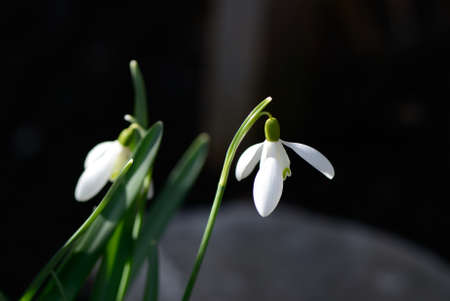 Galanthus also called snowdrop flowering on a sunny spring dayの写真素材
