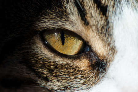 Close up of cat eye