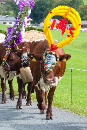 FIEBERBRUNN, AUSTRIA - SEPT 15: Traditional Almabtrieb. A ceremonial driving down of cattle from the mountain pastures into the valley in autumn in Fieberbrunn, Tirol, Austria on September 15, 2012.のeditorial素材