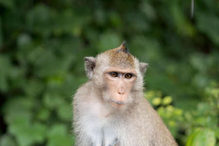 Portrait of monkey, Thailand