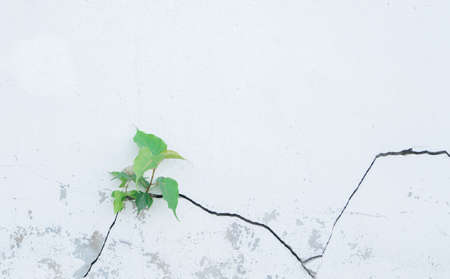 Bodhi tree grow up from cracked concrete wallの写真素材