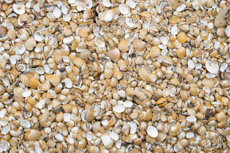 Top view of sea shells backgroundの写真素材