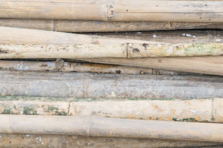 Dried bamboo pile with mossの写真素材