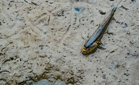 Top view of blue spotted mudskipper (Boleophthalmus boddarti) at mudflatsの写真素材