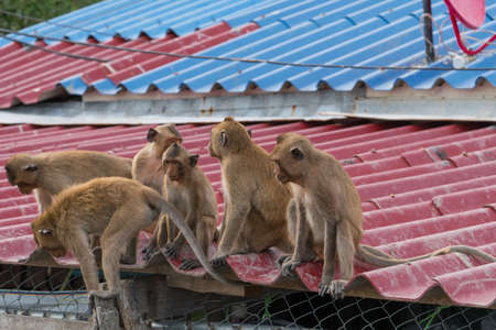 A gang of six teenage monkeys sits on the roof of the houseの写真素材