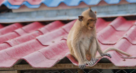 The young monkey sits alone on the roof of the houseの写真素材