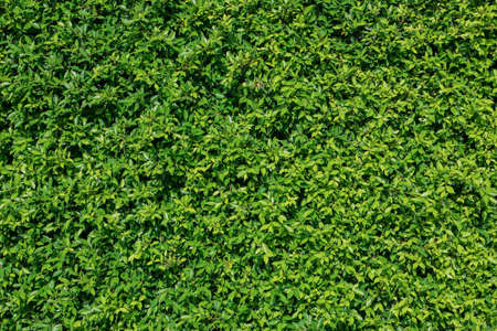 Green plant leaves texture backgroundの写真素材