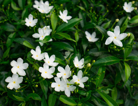 Gerdenia Crape Jasmine (Gardenia jasminoides), white flowers with green leaves