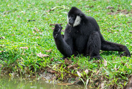 Black gibbons drinking water with handの写真素材