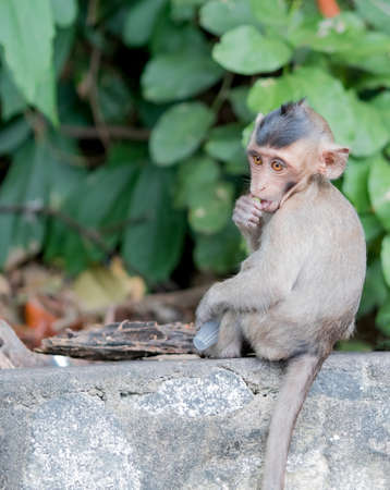 Baby brown monkey is eating jelly