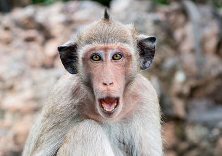 Monkey with black ears open mouth to threatenの写真素材