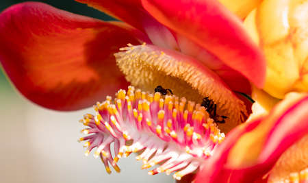 Two black yellow bee sucking sweet nectar from cannonball tree ( Couroupita guianensis Aubl. ) flowers. Attractive and charming woman conceptの写真素材